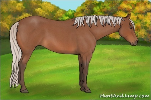 Horse Color:Silver Bay Roan 