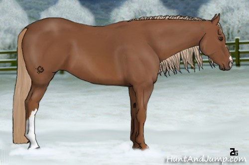 Horse Color:Chestnut 