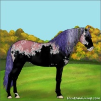 Horse Color:Watercolor White Spotted Bay Dun Sabino 