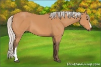 Horse Color:Silver Bay 
