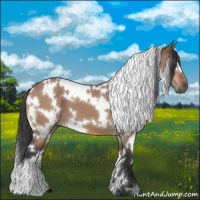 Horse Color:White Spotted Bay Dun 