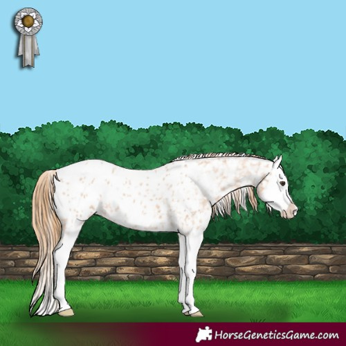 Horse Color:Red Roan Splash Appaloosa 