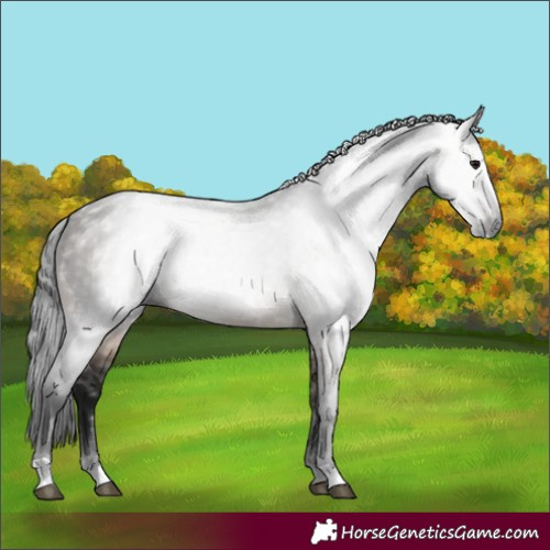 Horse Color:Gray Brown Dun 