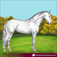 Horse Color:Gray Brown Dun Sabino 