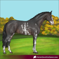 Horse Color:Brown Sabino 
