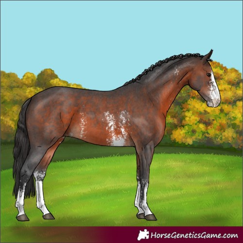 Horse Color:Brown Sabino 