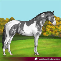 Horse Color:Black Sabino Tobiano