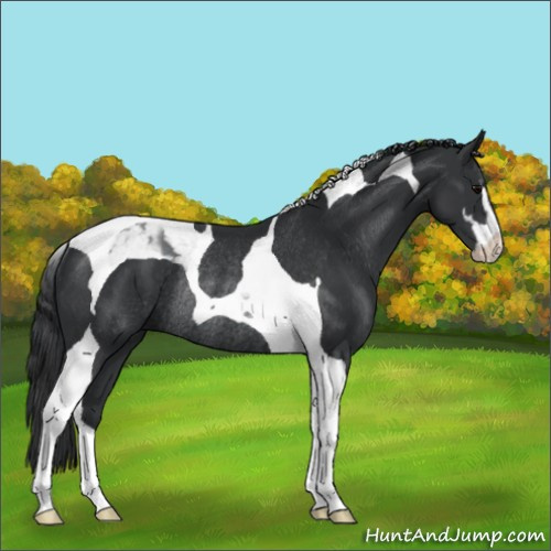 Horse Color:Black Sabino Tobiano Rabicano 
