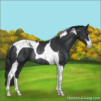 Horse Color:Black Sabino Tobiano Rabicano 