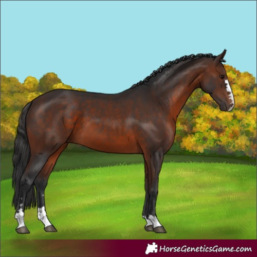 Horse Color:Brown 