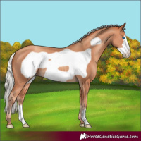 Horse Color:Silver Sable Champagne Frame 