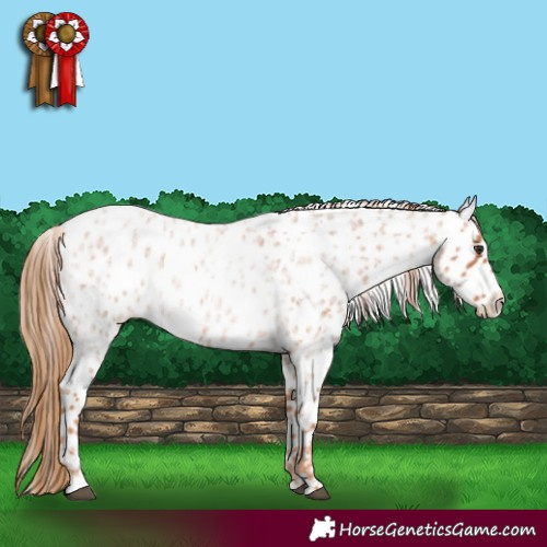 Horse Color:Red Roan Near Leopard