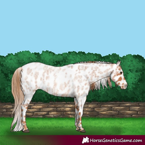 Horse Color:Red Roan Appaloosa 