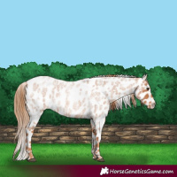 Horse Color:Red Roan Appaloosa 