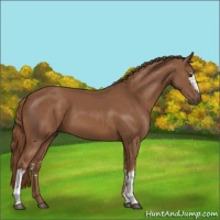 Horse Color:White Spotted Chestnut 