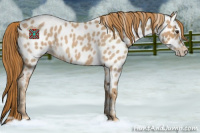 Horse Color:Red Roan Appaloosa 