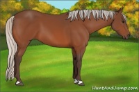 Horse Color:Silver Bay 