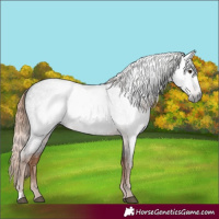 Horse Color:Gray Liver Red Roan