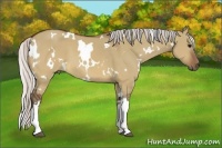 Horse Color:White Spotted Silver Brown Dun