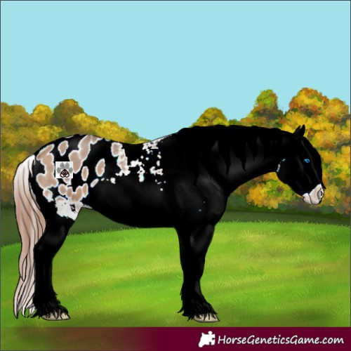 Horse Color:Bay Roan Dun Splash Appaloosa 