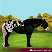 Horse Color:Bay Roan Dun Splash Appaloosa 