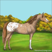 Horse Color:Red Roan Appaloosa 