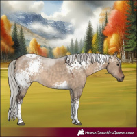 Horse Color:White Spotted Silver Brown Dun Tobiano 