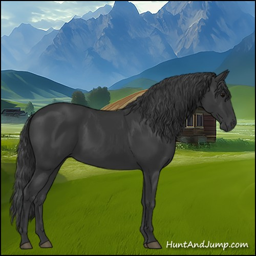 Horse Color:Black 