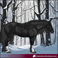 Horse Color:Black Ice  and Black Ice 