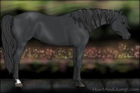 Horse Color:Black  and Black 