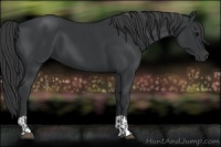 Horse Color:Black  and Black 