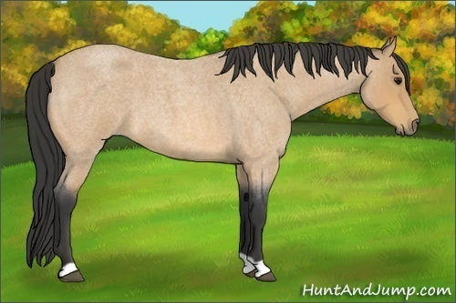 Horse Color:Buckskin Roan