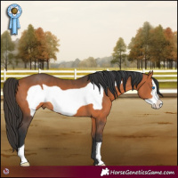 Horse Color:Bay Frame 
