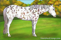 Horse Color:Nacre Bay Splash Appaloosa 
