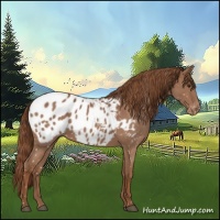 Horse Color:Red Roan Appaloosa 