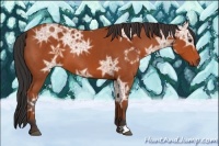 Horse Color:Bay Ice 