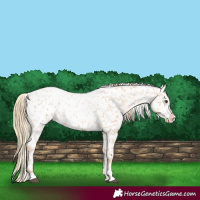 Horse Color:Red Roan Appaloosa 