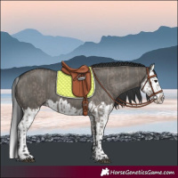 Horse Color:Grullo  and Grullo Splash 