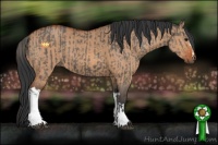 Horse Color:Grullo and Bay Dun