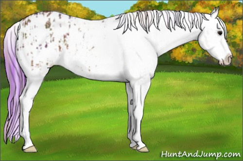 Horse Color:Nacre Bay Appaloosa and Watercolor Bay Appaloosa Rabicano