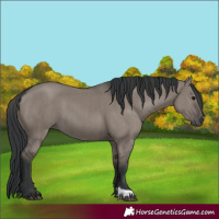 Horse Color:Grullo and Grullo