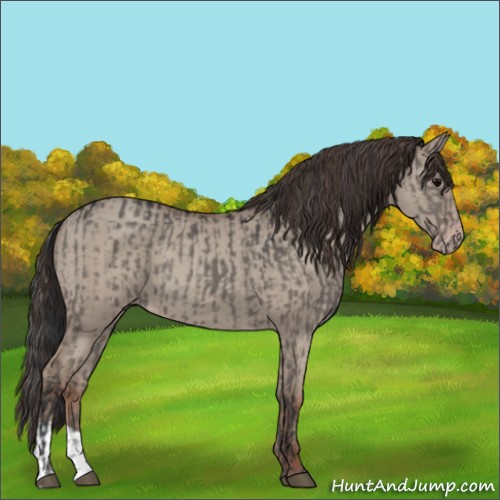 Horse Color:Grullo and Classic Champagne Dun