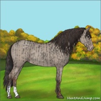 Horse Color:Grullo  and Classic Champagne Dun 