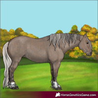 Horse Color:Grullo  and Silver Grullo 