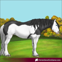Horse Color:Black Splash Frame