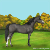 Horse Color:Grullo and Grullo