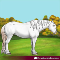 Horse Color:Classic Champagne Ice Onyx Appaloosa 
