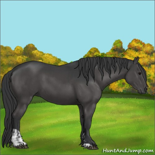 Horse Color:Grullo and Grullo