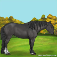 Horse Color:Grullo and Grullo