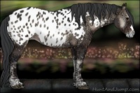 Horse Color:Blue Onyx Ice Appaloosa 